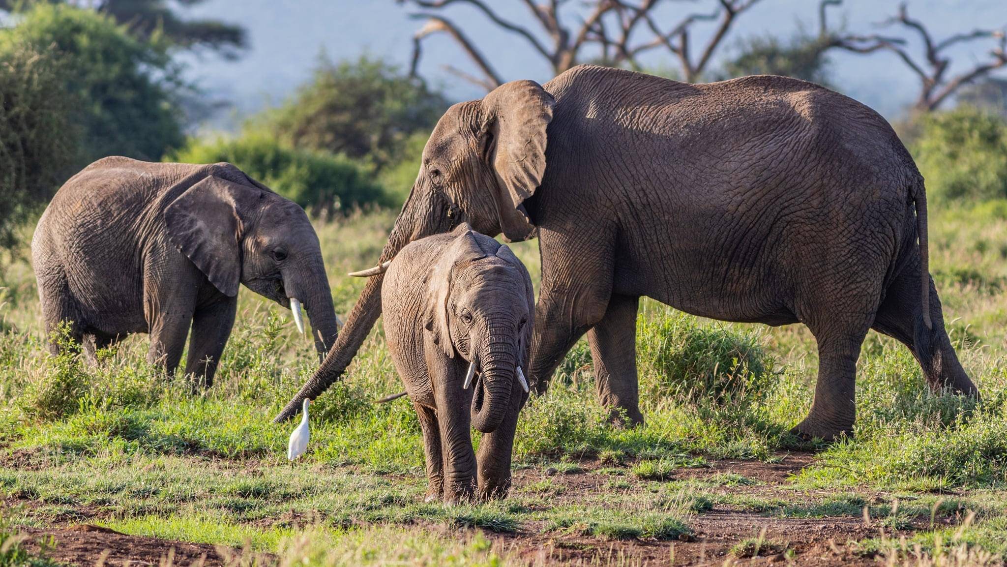 Tarangire National Park Day Trip