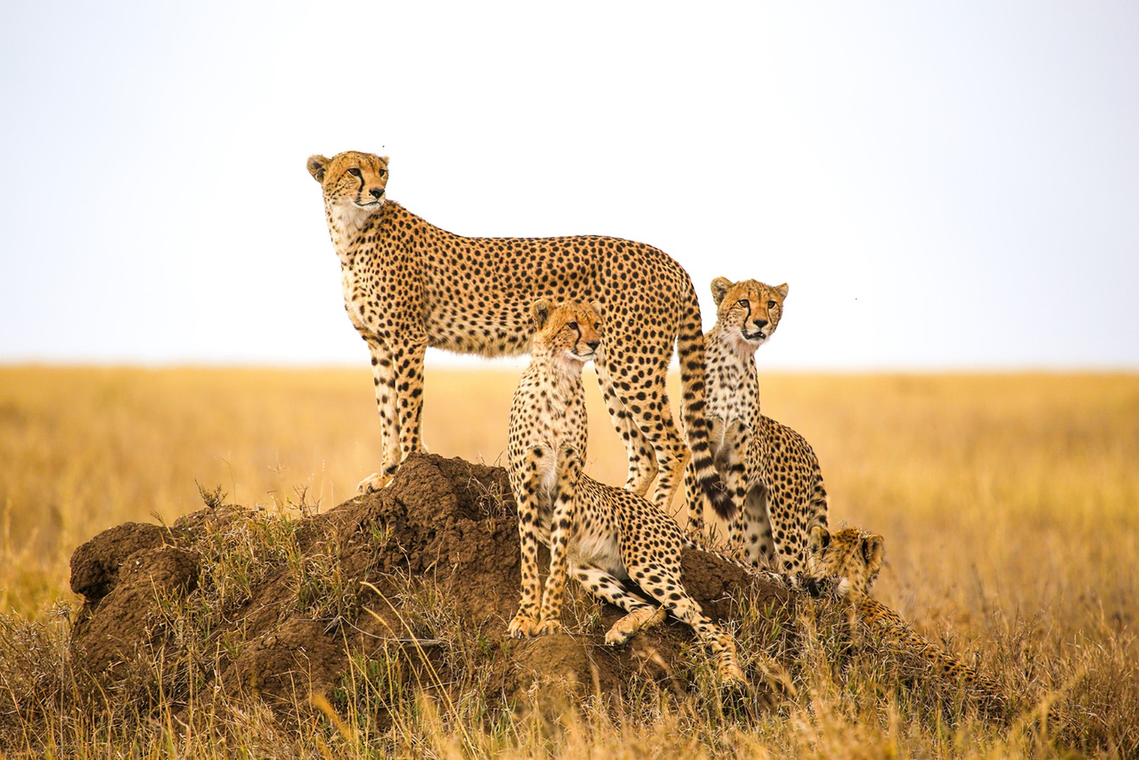 4 Days 3 Nights Tented Camp Tanzania Safari