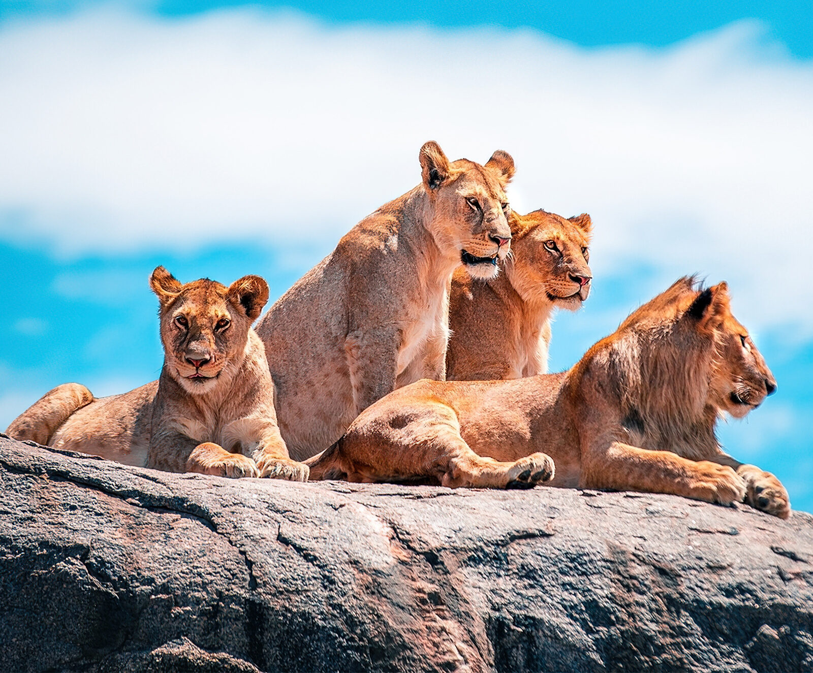 6 Days 5 Nights Tented Camp Tanzania Safari