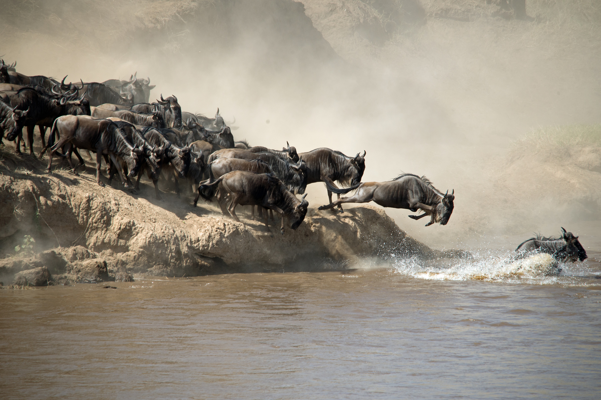 Lions in the Serengeti during a private safari
