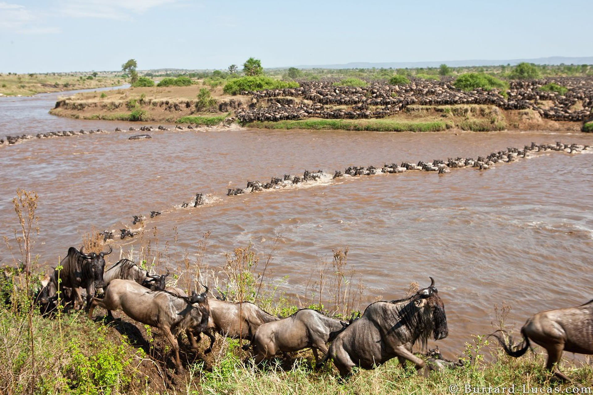Wildebeest herds on the Serengeti plains