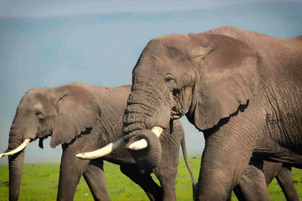 Elephants-Ngorongoro