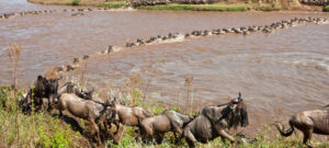 Serengeti Wildebeest Migration-River Crossing