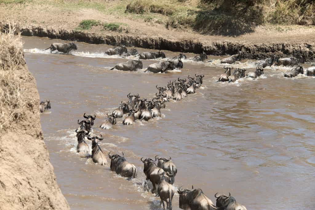 Tanzania Student Safari