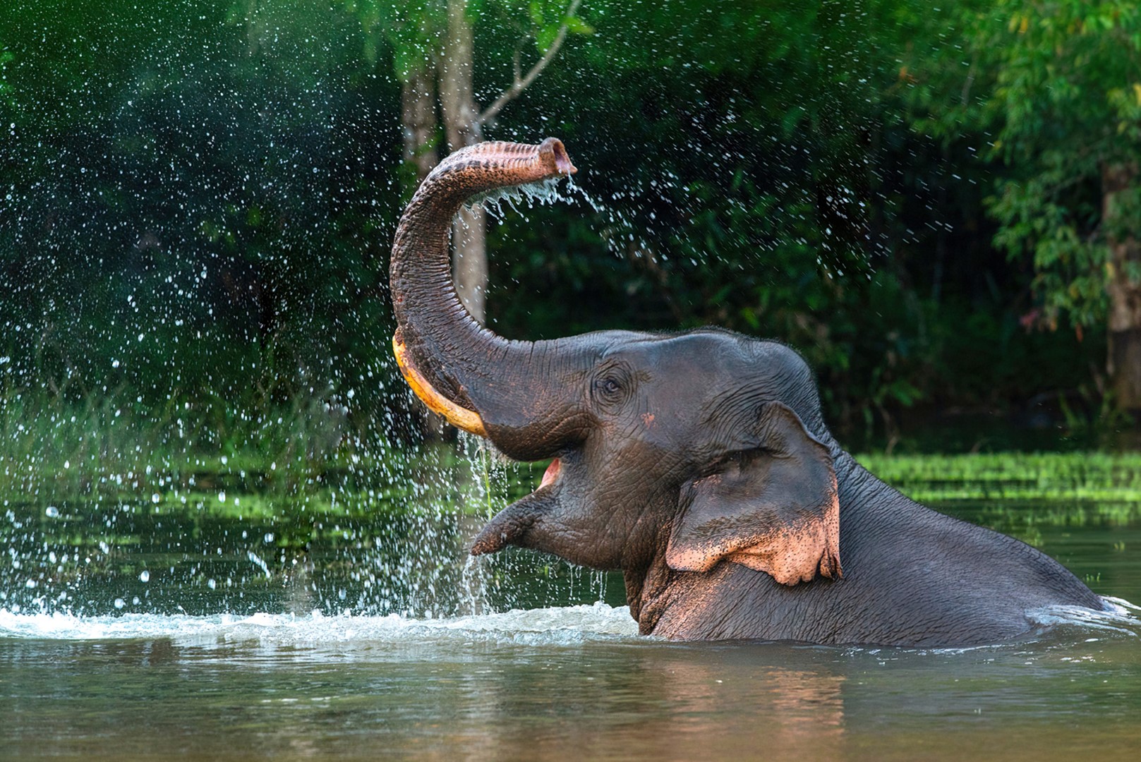 Tanzania Safari - Happy Elephant in water