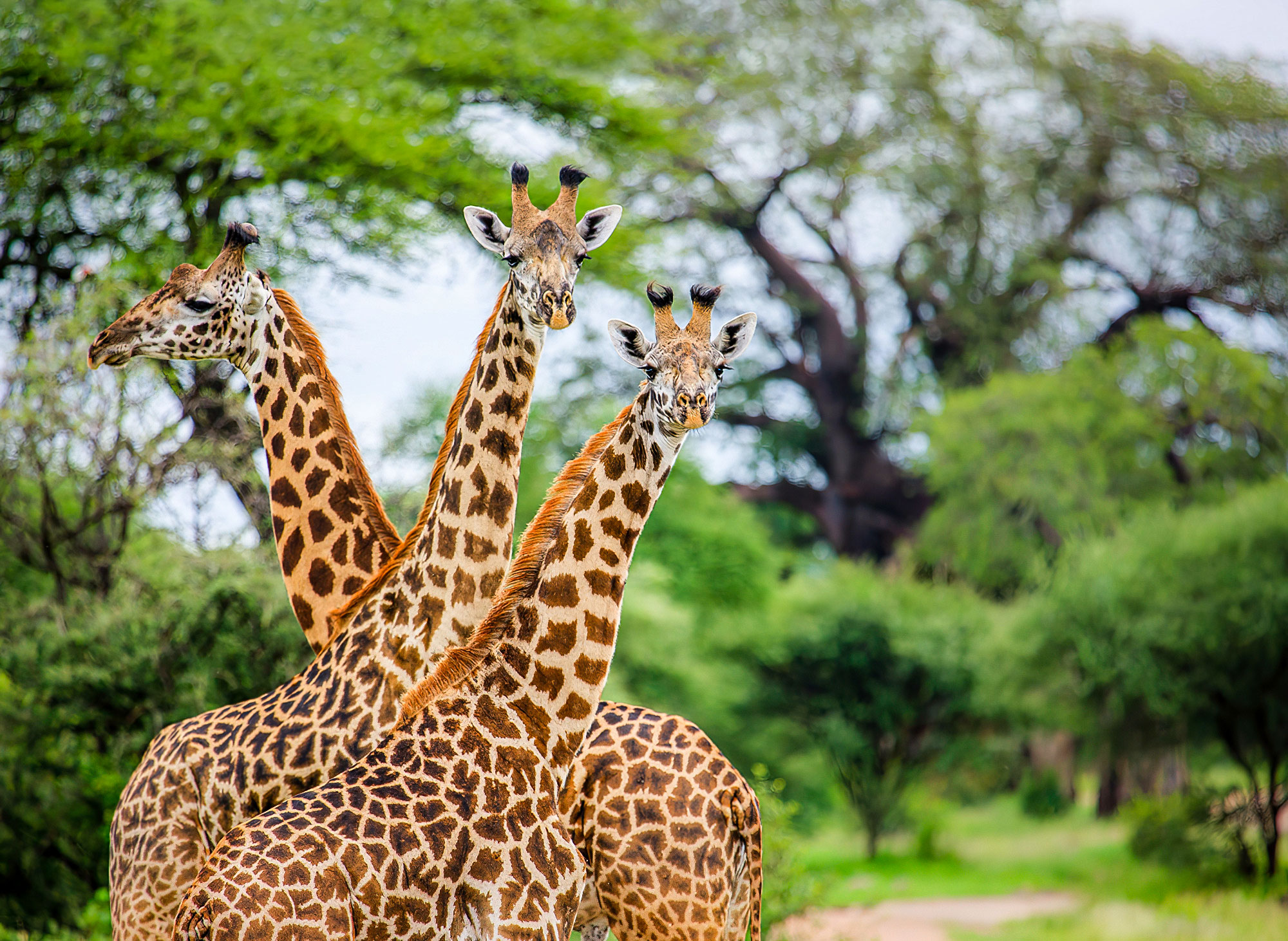 Tanzania Safari - Giraffes Tarangire National Park