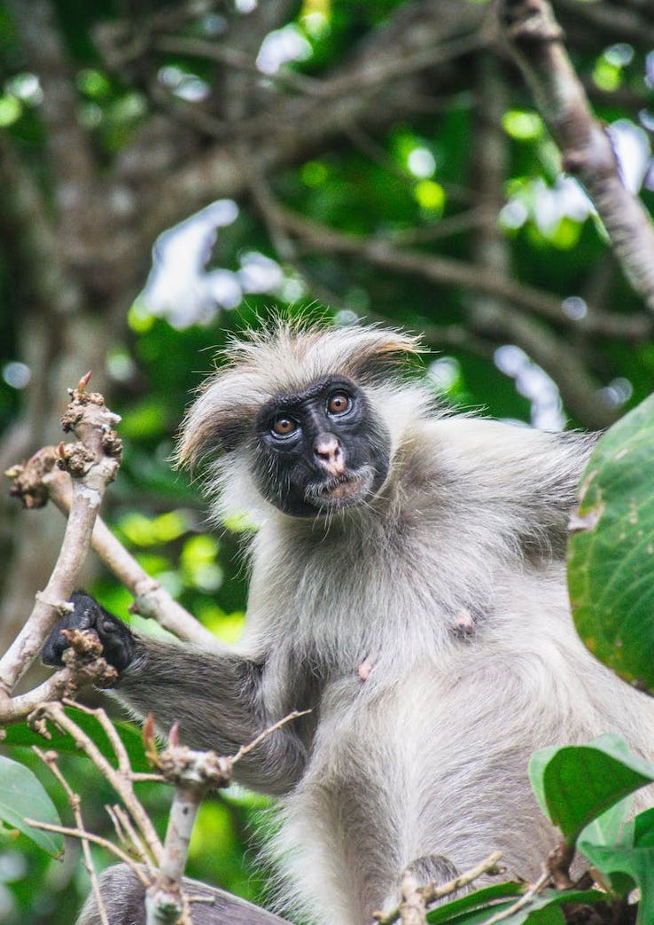 Zanzibar Island - Jozani Forest Tour