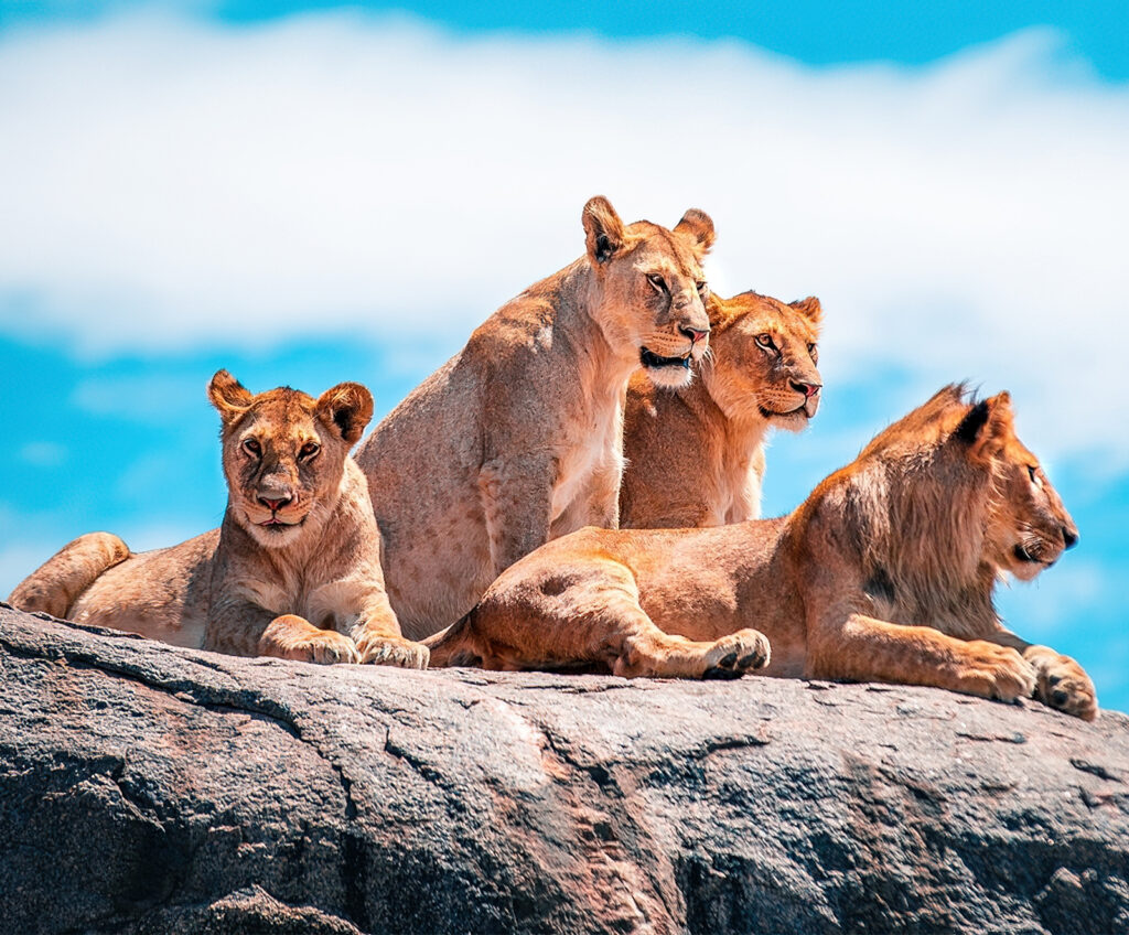 Lions on a rock - Tanzania Safari