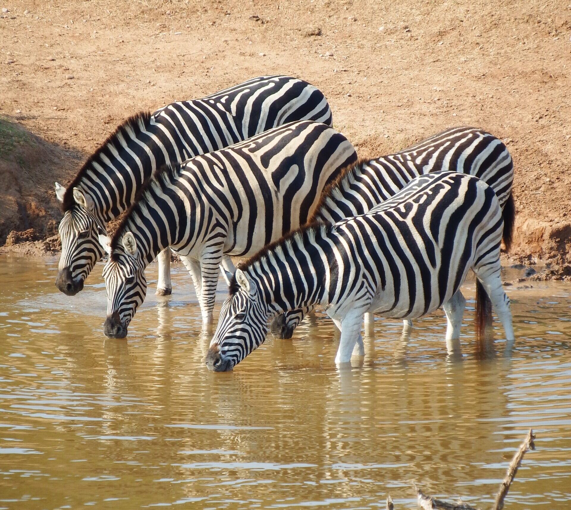 Tanzania Safari - Zebra-drinking-water